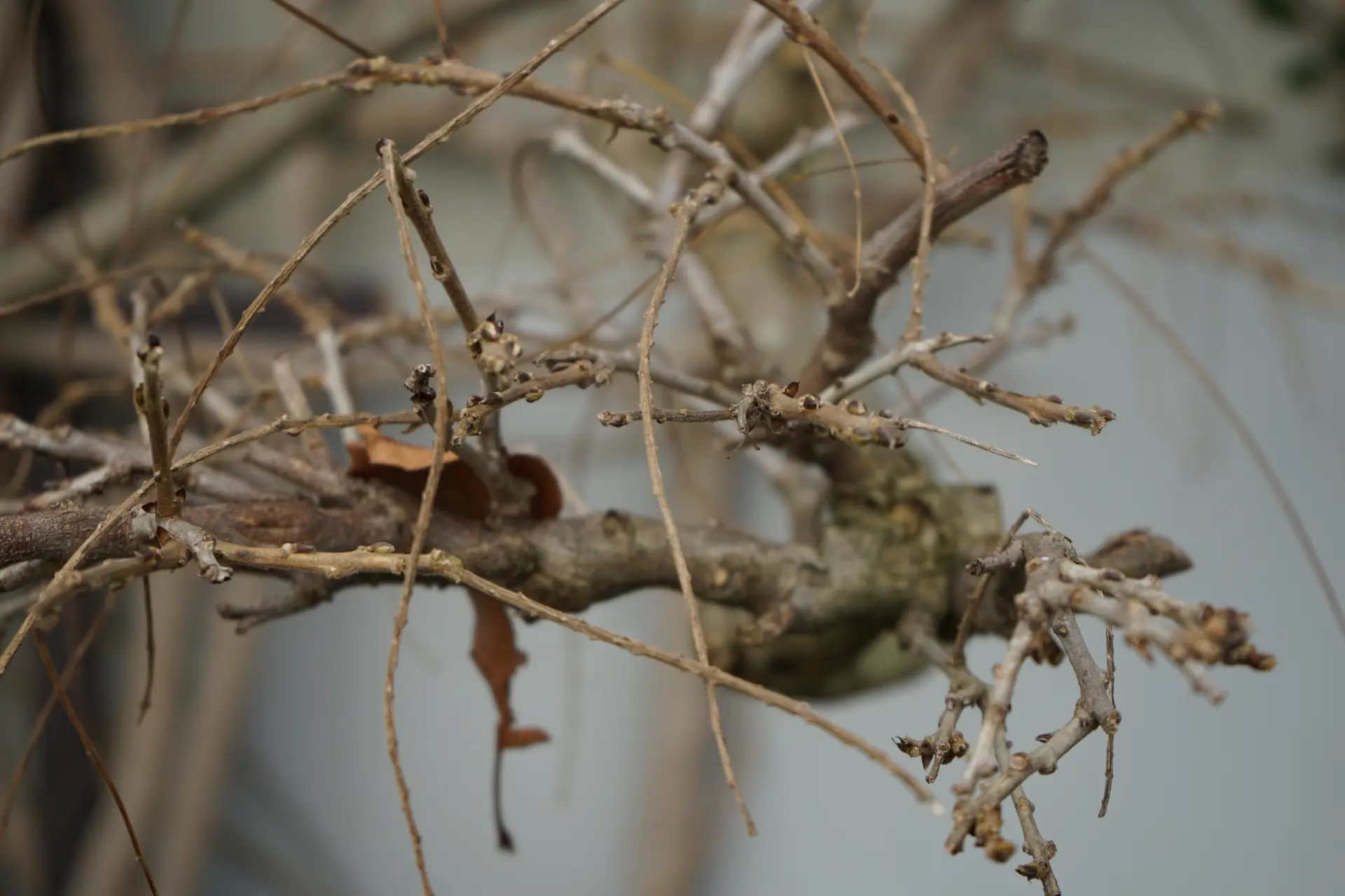 Winter - Seasonal Guide to Garden Waste Disposal