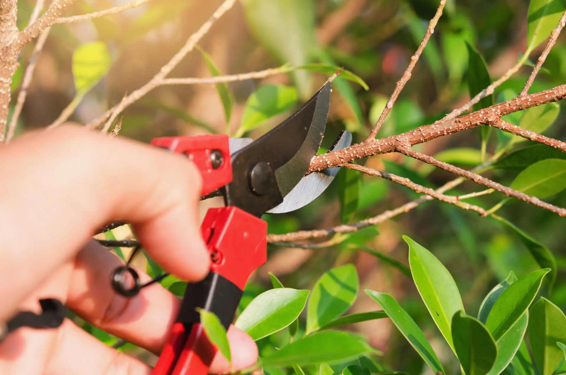 Cut and Prune Regularly - Tips for Managing Garden Waste at Home