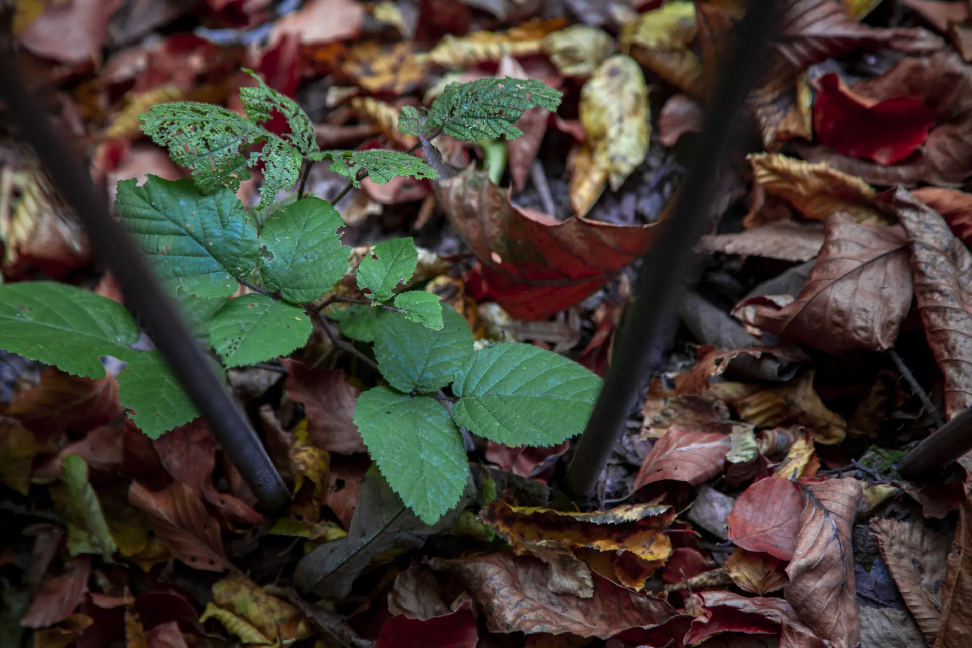Tips for Managing Garden Waste at Home